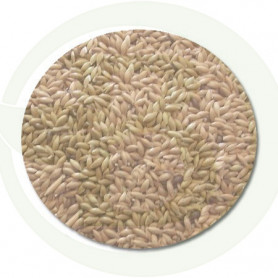 Sementes de Birdseed 1Kg. Plameca