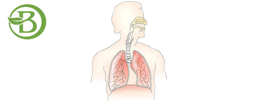 Sistema respiratório