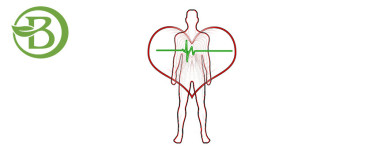 Cardiovascular